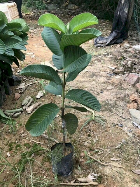 CÂY GIỐNG ỔI TÍM MALAYSIA