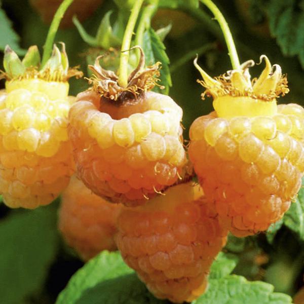 Raspberry mixed color seeds - Sale Off
