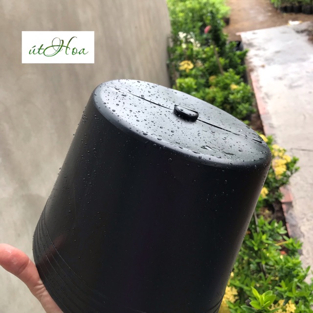 Chậu Nhựa Đen C9 Bít Lỗ (22X17Cm) Trồng Sen, Tách Form Cá Betta