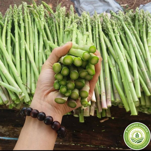 Combo Gói 30 Hạt Giống Măng Tây Xanh