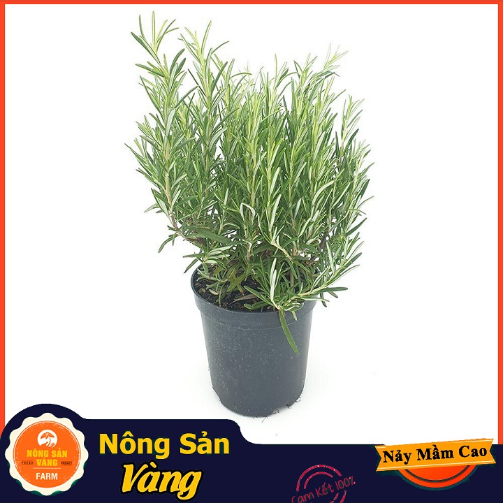 Mosquito repellent seeds (Rosemary) very good smell (15 beads package)-shallow yellow