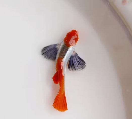 dumb0 koi guppy -7 màu trang trí hồ