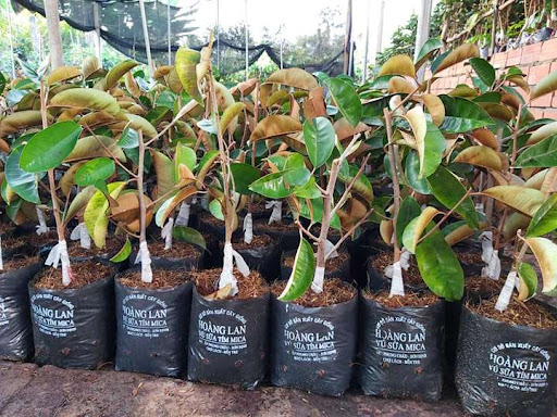 Cây vú sữa mica , quả to.
