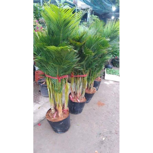 sản phẩm CÂY CAU LỤA