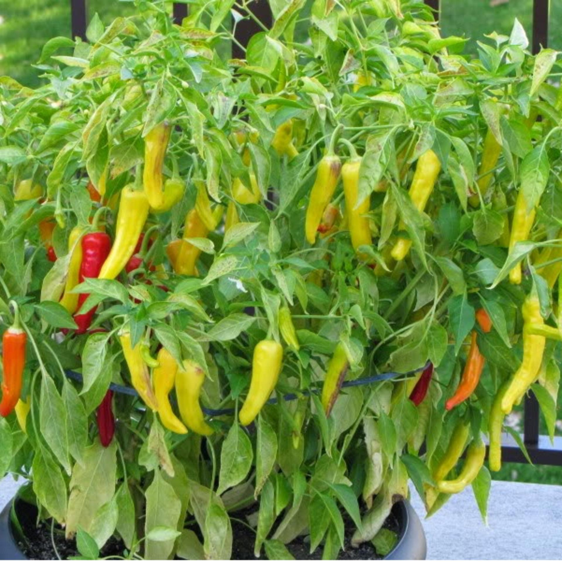 1g Hạt giống Ớt sừng vàng (tặng Kích nẩy mầm, Hướng dẫn ươm)