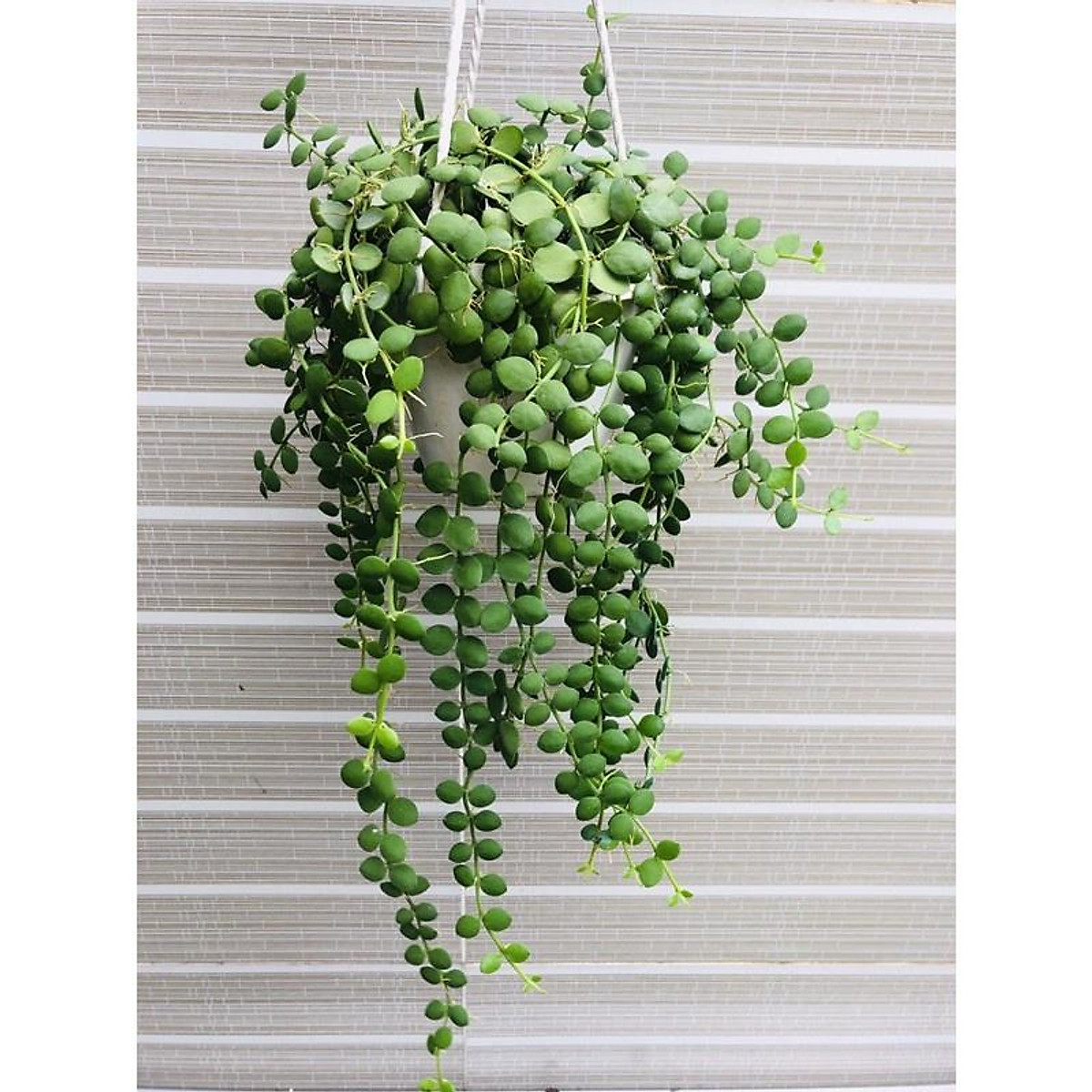 Lan Cúc Áo Mua 3 tặng 1 cây bất kì