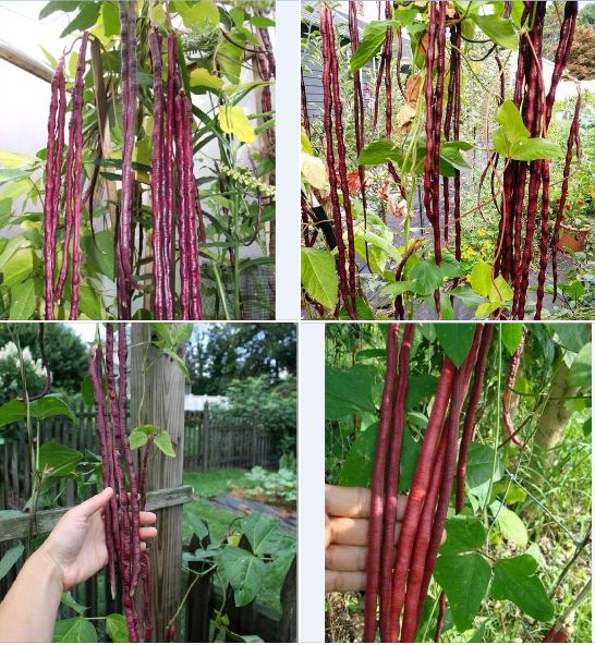 Combo 2 gói đậu đũa ( 1 gói đậu đũa xanh + 1 gói đậu đũa đỏ )