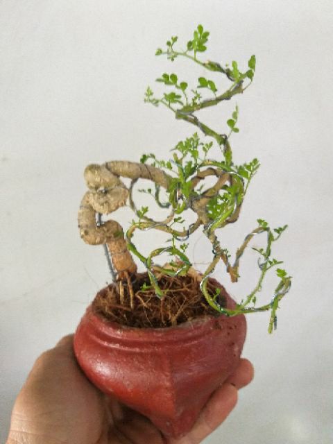 [HCM]Cần Thăng Bonsai mini