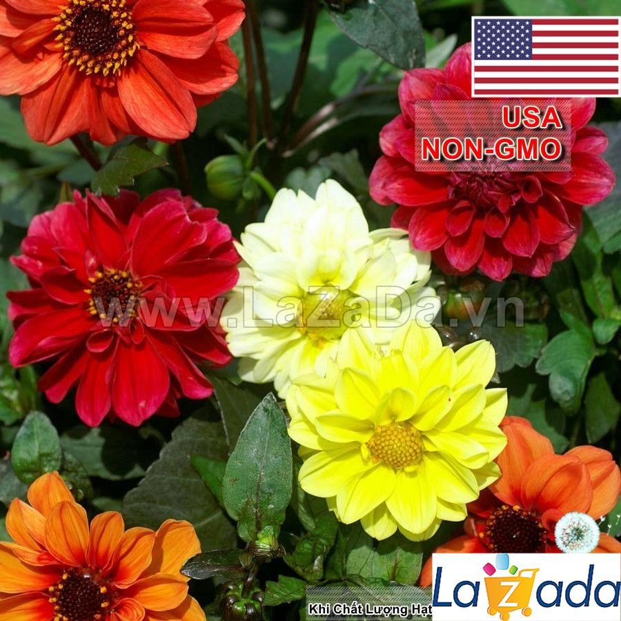 2GR 250.HAT Hạt Giống Hoa Thược Dược Lùn 50cm Bán Kép (KD| -KD: B30*V12*M164)