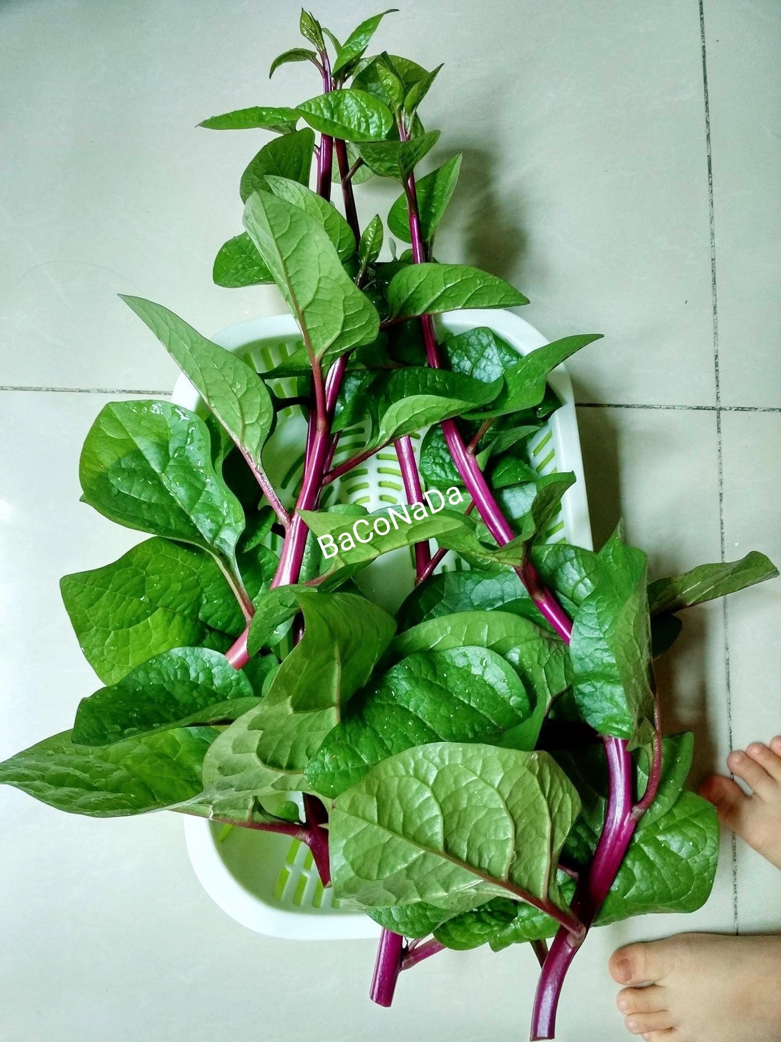Hạt Giống Mồng Tơi Đỏ