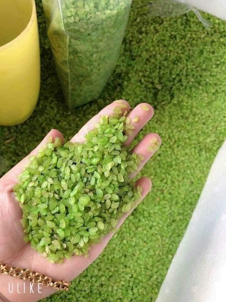 500g CỐM KHÔ , ĐẶC SẢN TÂY BẮC NỔI TIẾNG