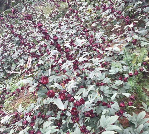 ( 100G) TRÀ ATISO ĐỎ TÁCH BÔNG (HIBISCUS)