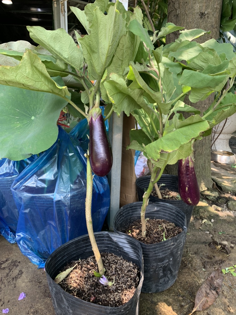 Chậu cây cà tím đang trái