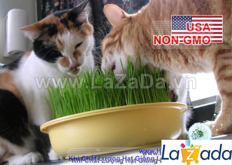 1KG Hạt Giống Cỏ Lúa Mì Đỏ Cỏ Mèo Wheatgrass (A2.205*V34*M054)