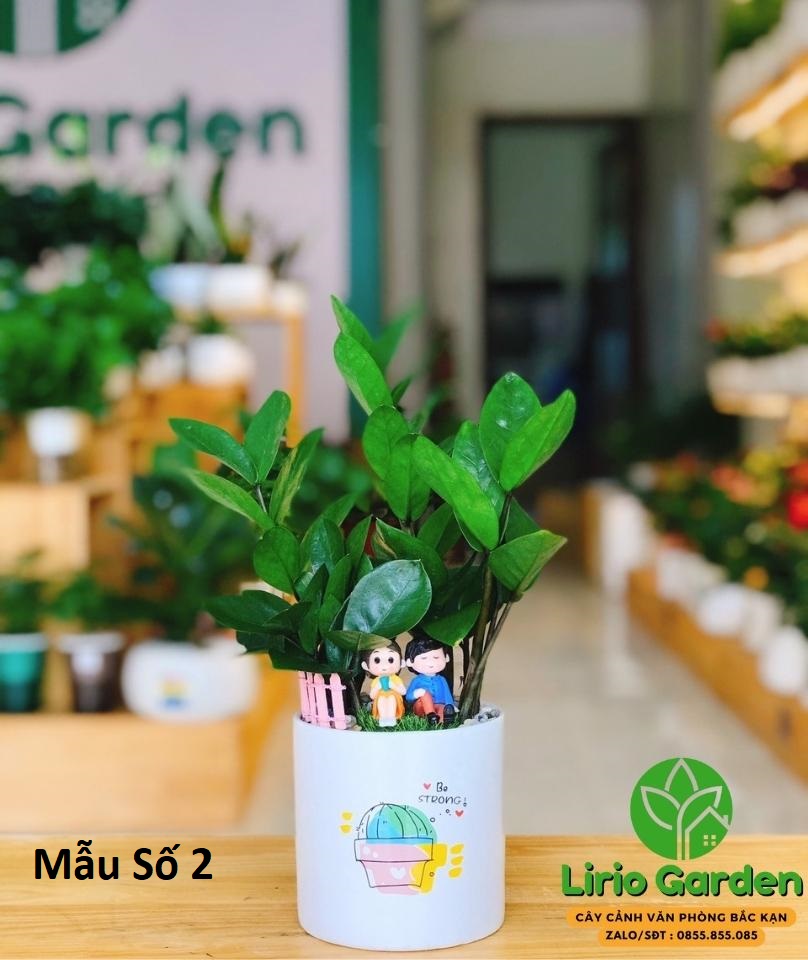 [ Quà Tặng Kèm ] Cây kim tiền