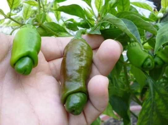 [Lấy mã giảm thêm 30%] Gói Hạt Giống Ớt Cu Tý ( Ớt Peter )