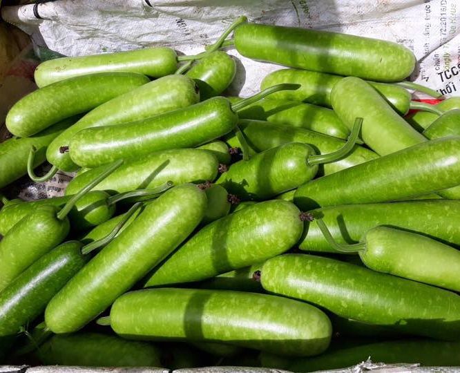 Hạt Giống Bầu Sao F1 Siêu Trái (2gr)