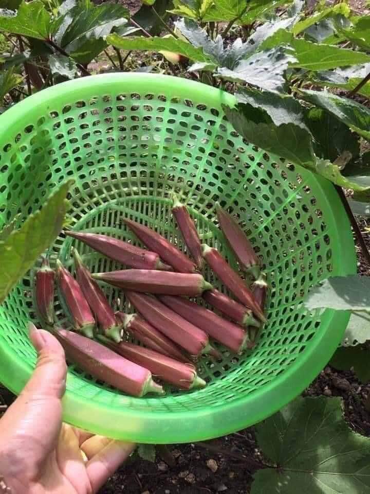 HẠT GIỐNG ĐẬU BẮP ĐỎ GÓI 20 HẠT