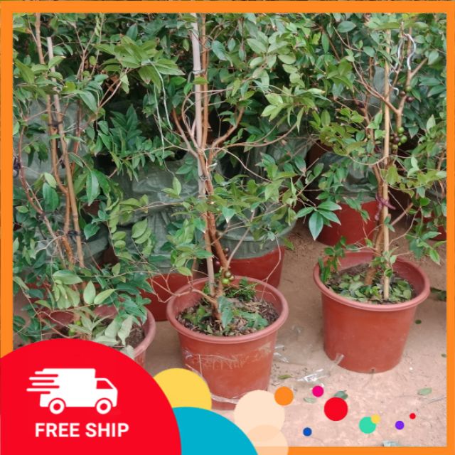 Cây giống Nho Thân Gỗ Tứ Quý - Giống Nhập khẩu cho quả quanh năm - Cây 1 năm tuổi bầu rễ ổn định