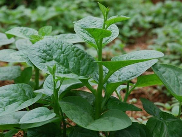 HẠT GIỐNG MỒNG TƠI CAO SẢN (LÁ TO) PHÚ NÔNG 20GR