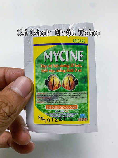 "Hoàn tiền đến 10%" Mycine lở loét thối vây trắng đuôi ở cá cảnh