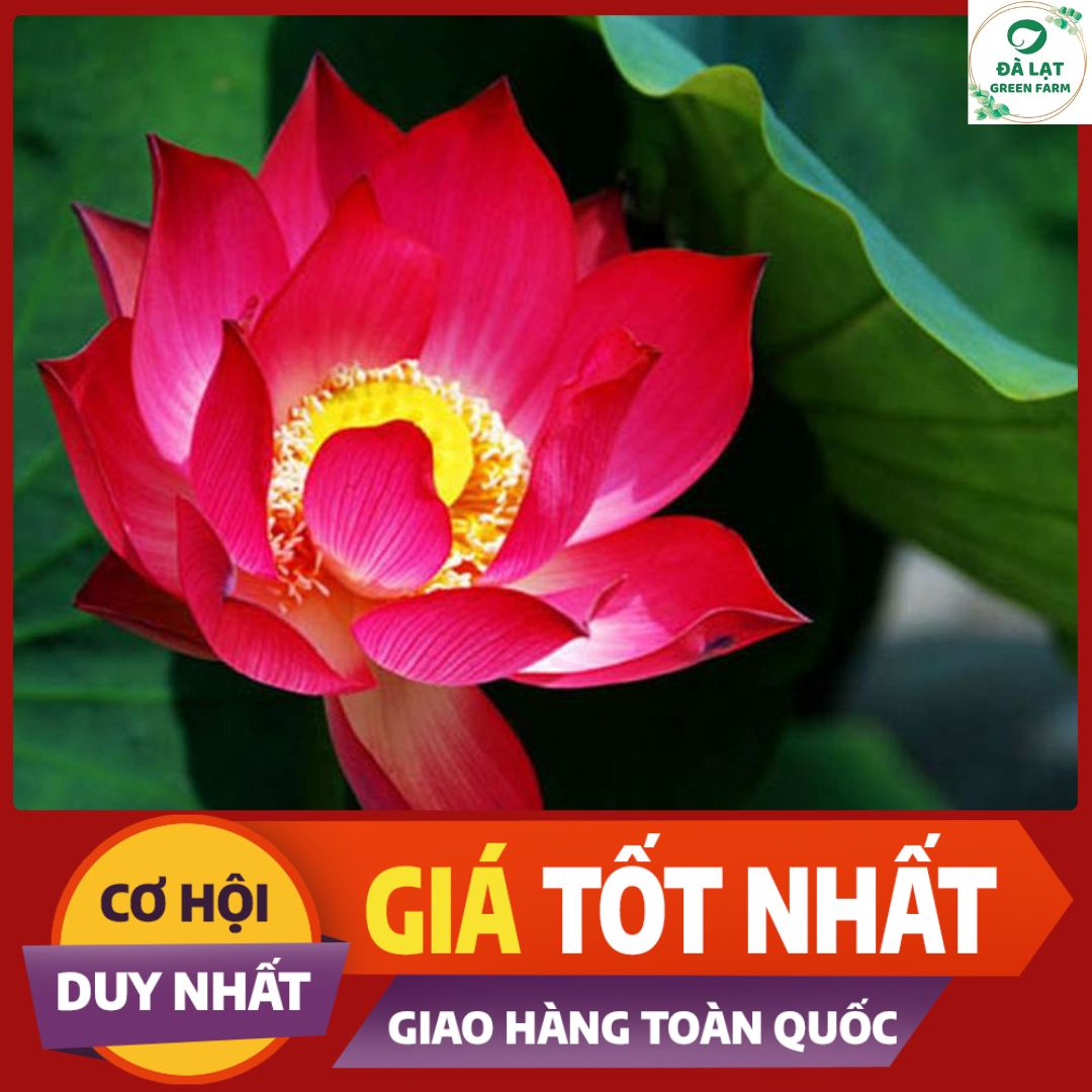 1K_Hạt Giống Hoa Sen Hồng/Sen Ta