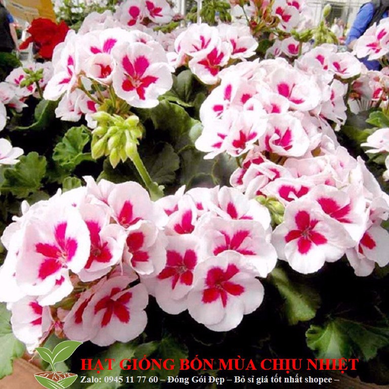 MJ36A GÓI 10 HẠT GIỐNG HOA PHONG LỮ THẢO