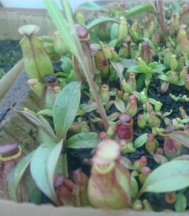 Hạt giống Cây bắt mồi nắp ấm 10 hạt/gói
