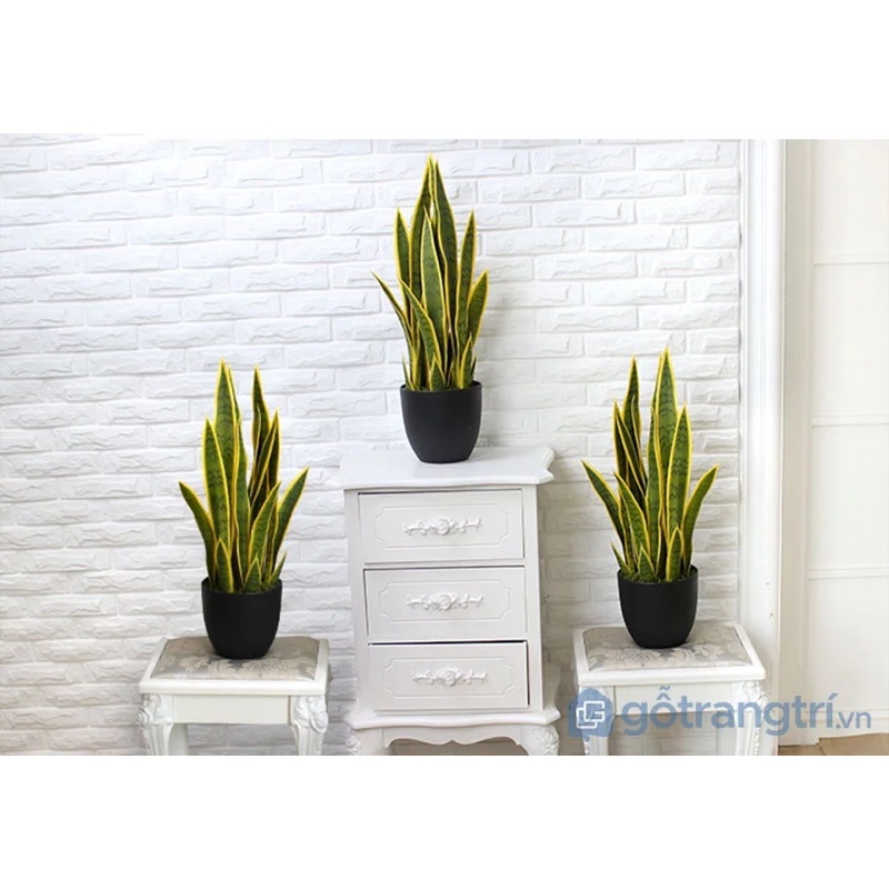 lưỡi hổ viền vàng cây giống (1 cây giống)