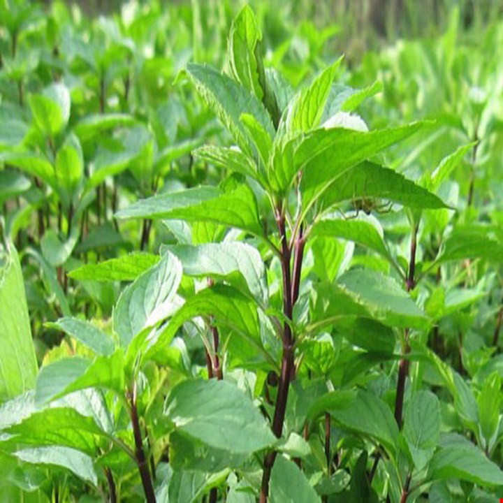 HẠT RAU HÚNG QUẾ RAU QUẾ - GÓI 5 GRAM