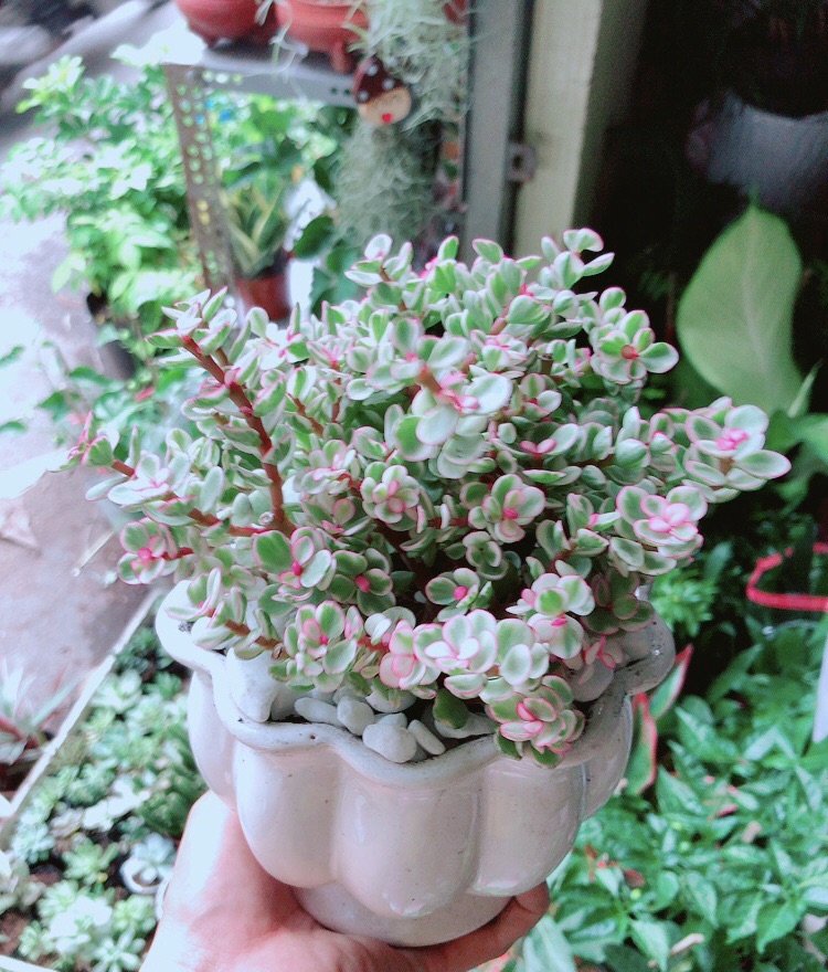 [HCM]Chậu Cây Cành Vàng Lá Ngọc