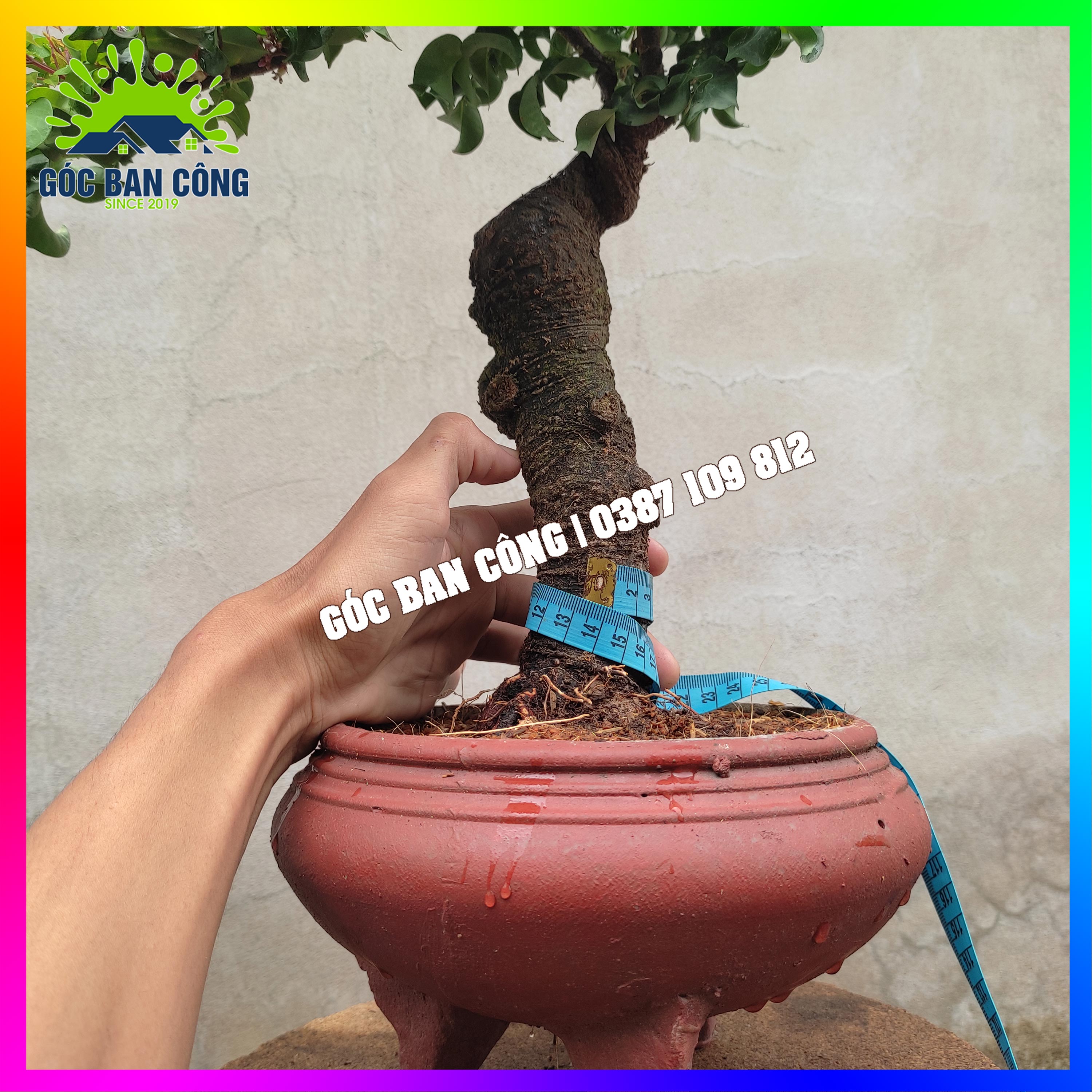 Cây Khế Bonsai Mini - KT02