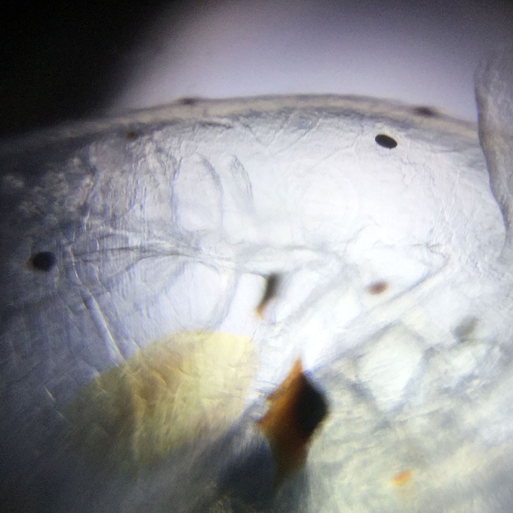 Kính Hiển Vi Giấy Foldscope - Khám phá vi thế giới diệu kỳ