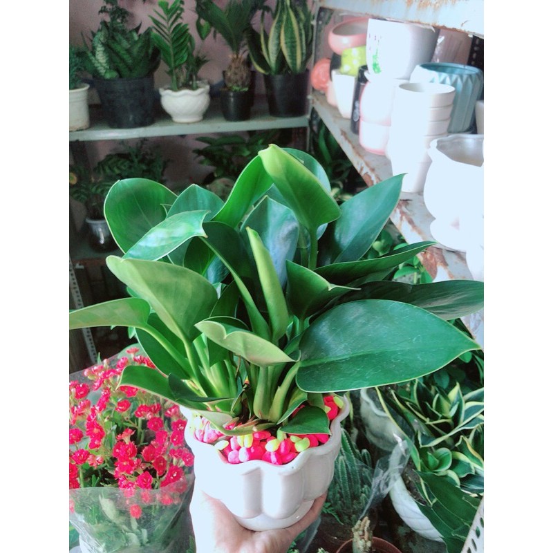 Chậu Trầu Bà Đế Vương