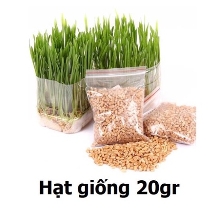 Hạt giống cỏ mèo cao cấp 100gr