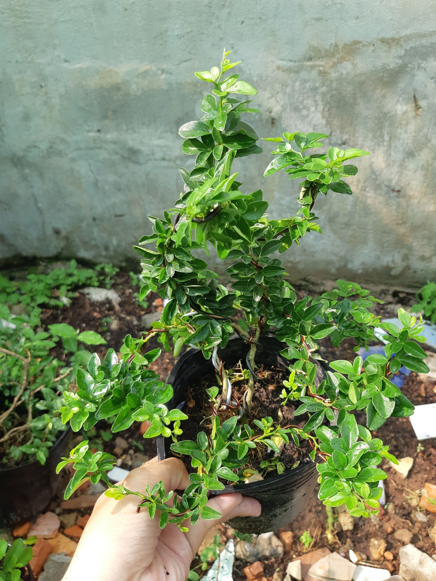 kim quýt thái bonsai mini