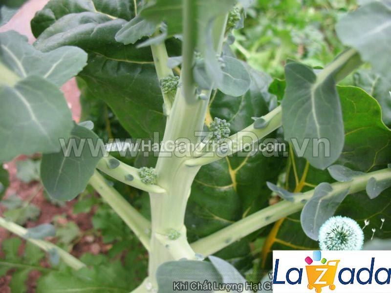 20GR 6000.HẠT Hạt Giống Súp Lơ Xanh (| C47*W35)