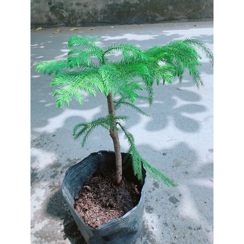 [HCM]Cây Tùng Bồng Lai