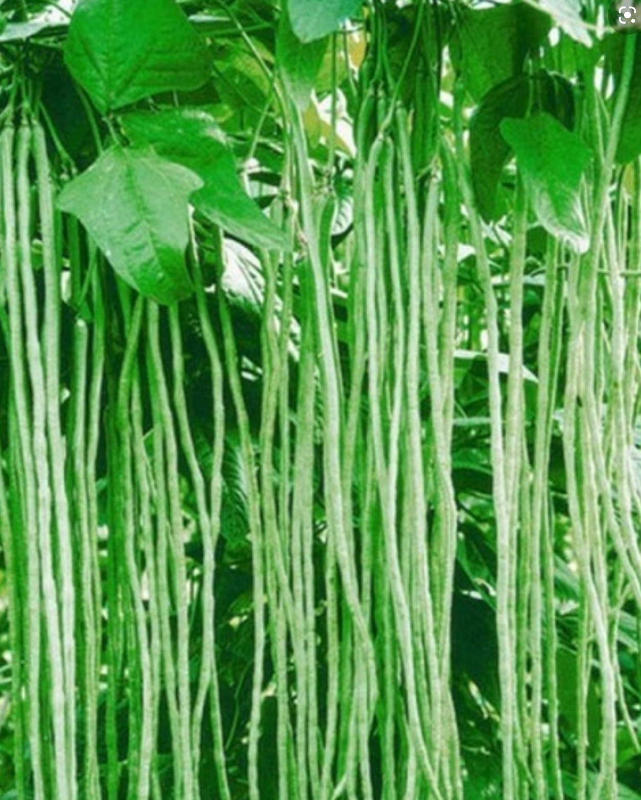 Hạt giống đậu đũa Mai Vàng 20gr