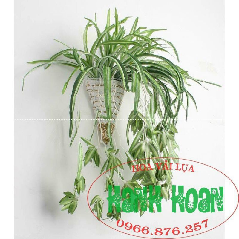 Cây lan chi rủ ( cây cỏ nhện) - cây hoa giả