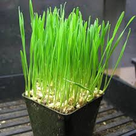 Hạt giống cỏ lúa mì ,cỏ lúa mạch(cỏ dinh dưỡng cho thú cưng)gói 100 gram