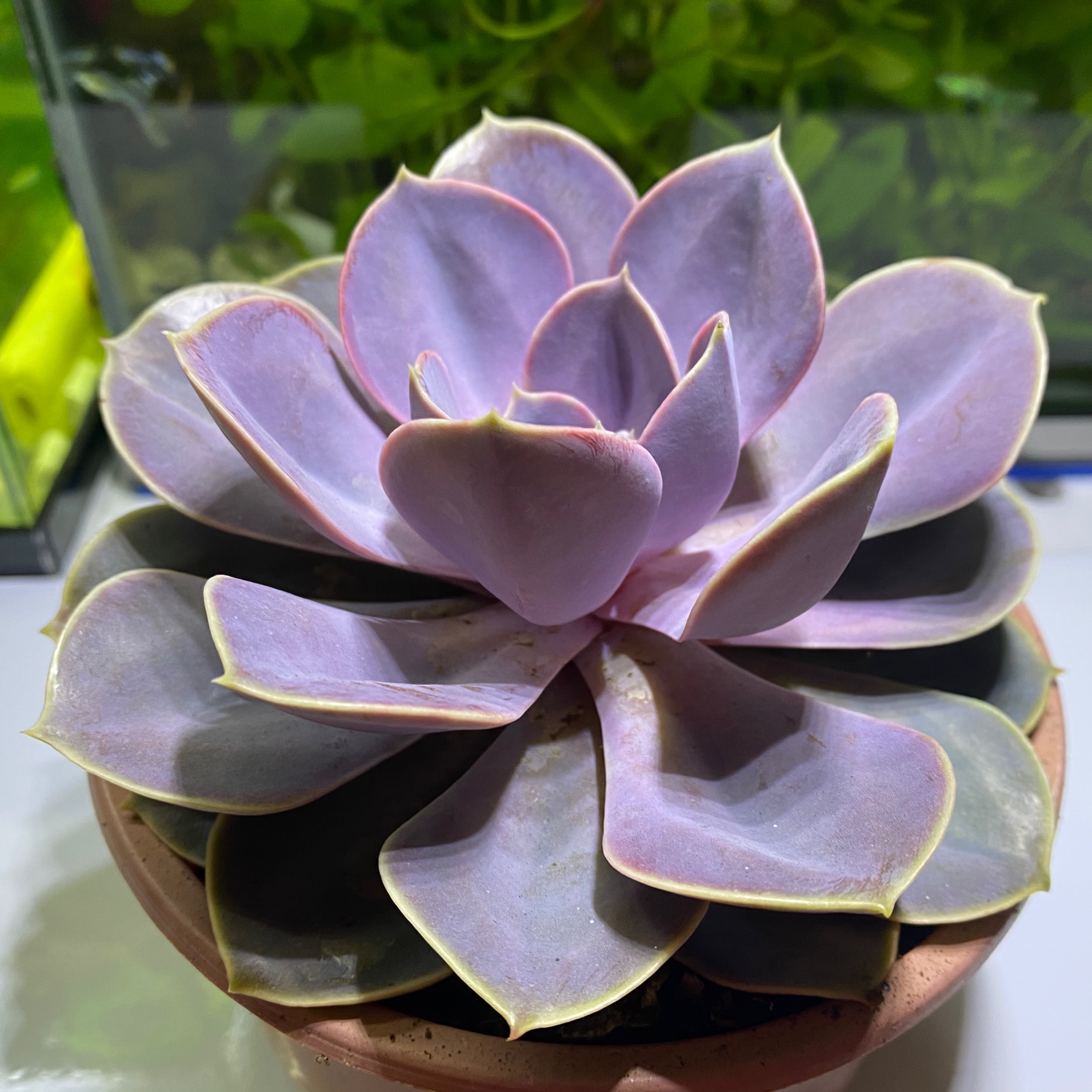 SEN ĐÁ HỒNG DÂU SIZE LỚN