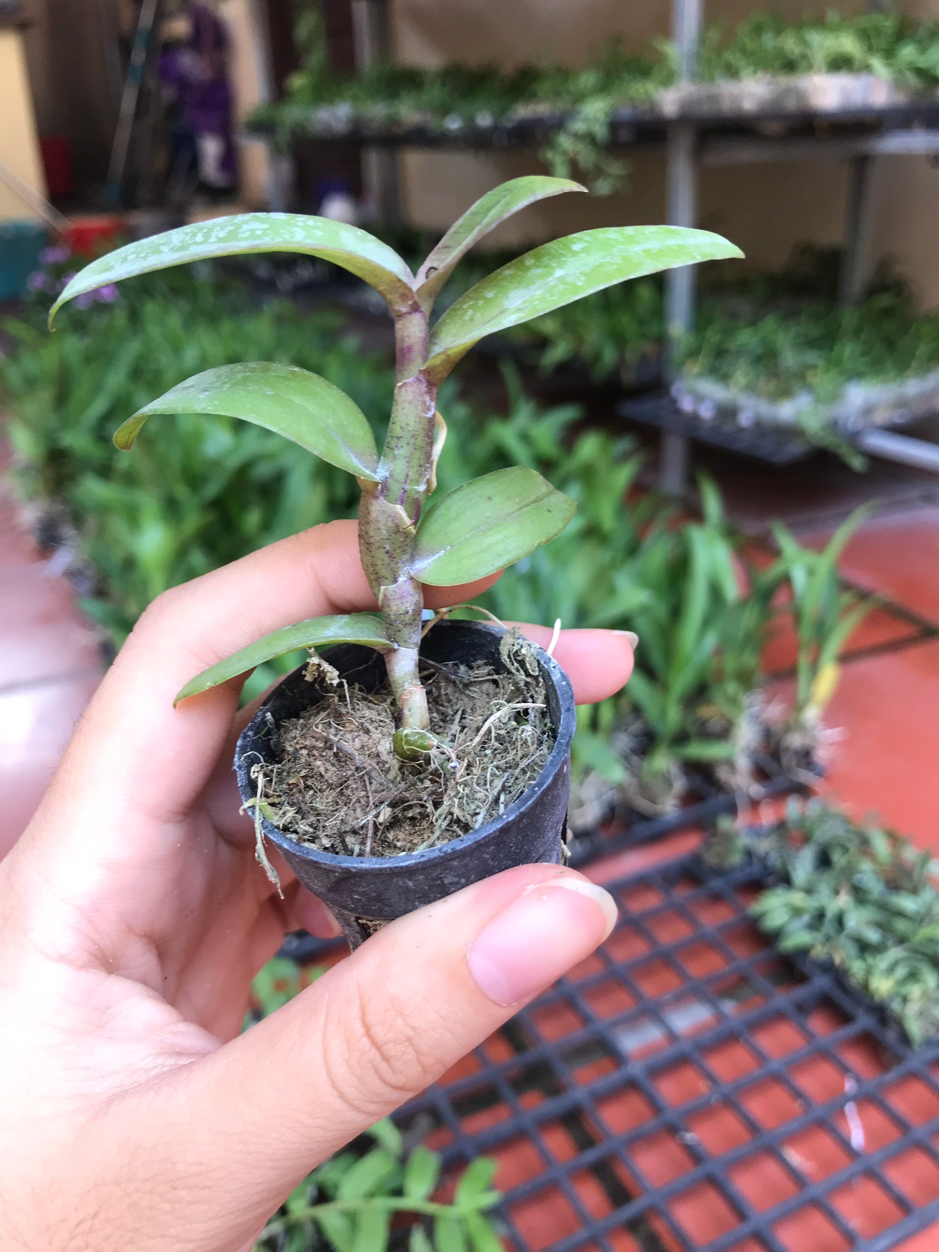 Phi điệp tím HÒA BÌNH