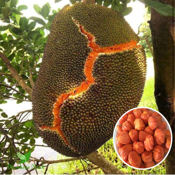 Cây giống mít ruột đỏ sơ đỏ quả thơm ngọt