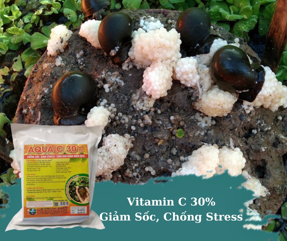 VitaminC chống sốc, giảm stress cho Ốc, Ếch, Tôm, Cá