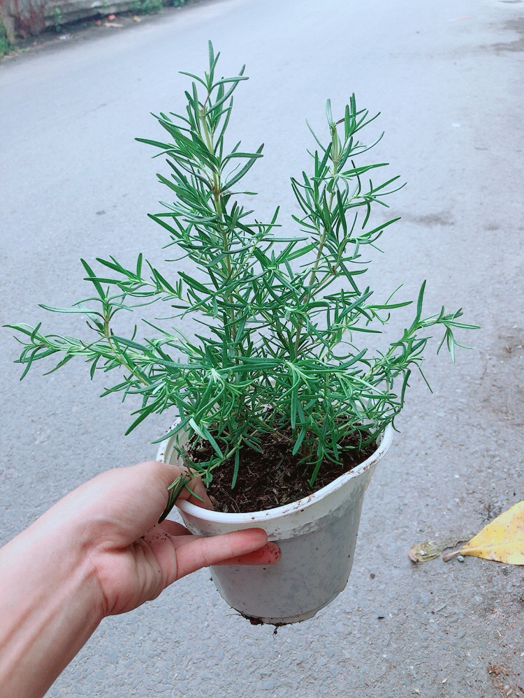 Chậu Hương Thảo