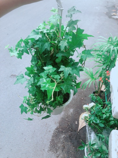 [HCM]Cây Thường Xuân Treo
