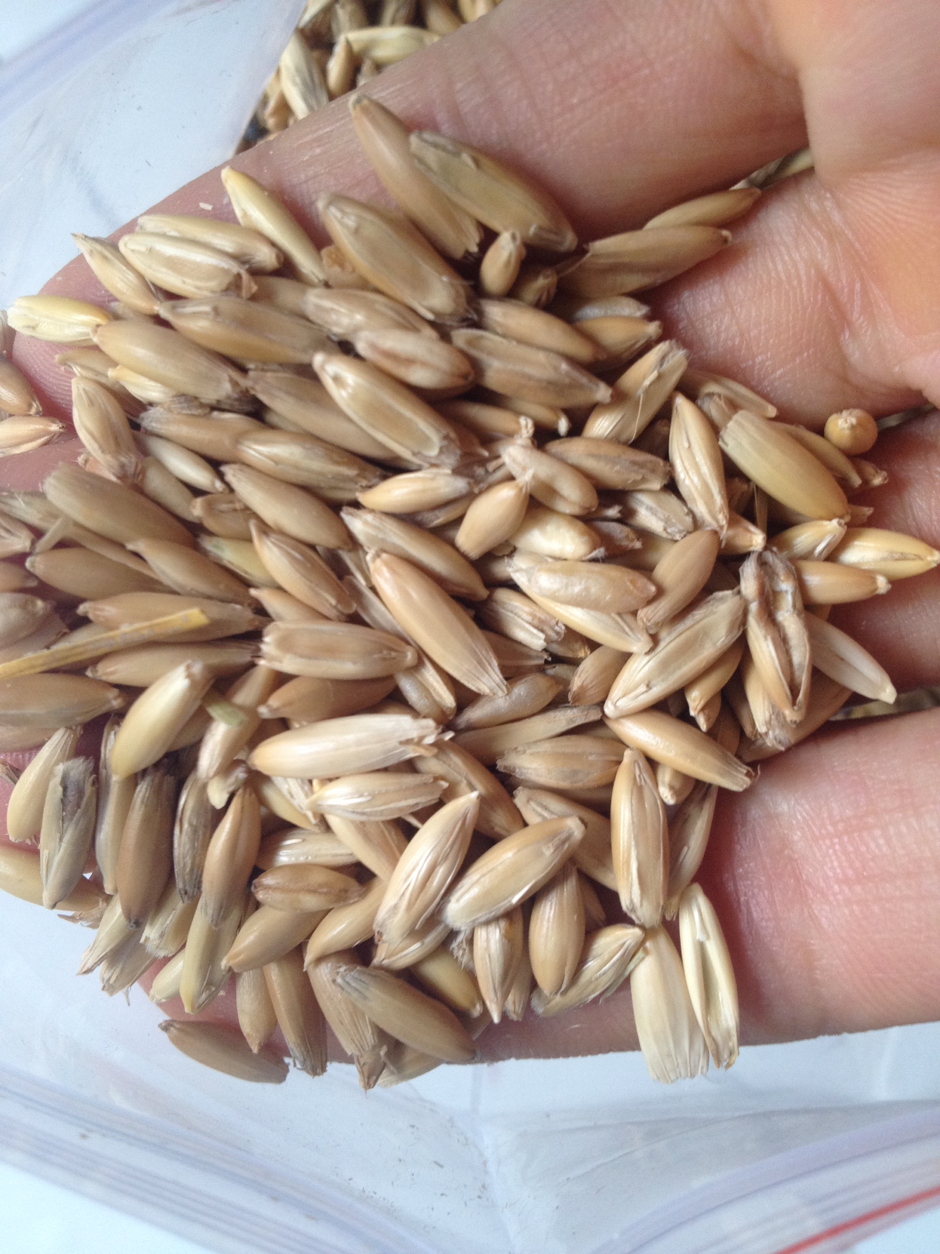 cỏ mèo 200g