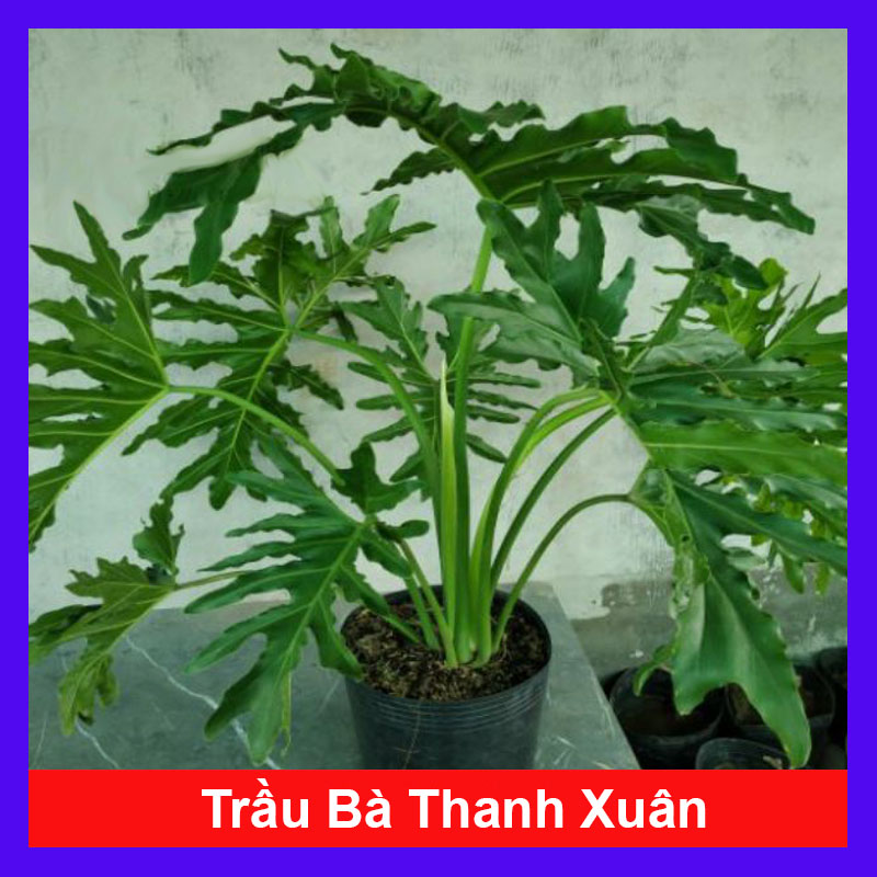 Trầu Bà Thanh Xuân - Cây cảnh trong nhà