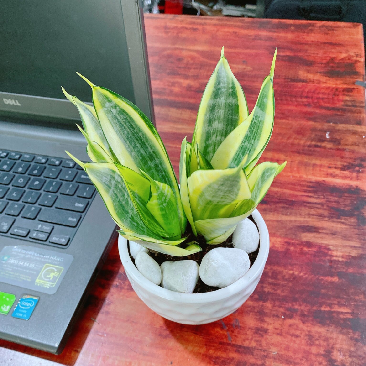 Chậu lưỡi hổ thái